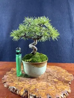 2026年最新】盆栽 五葉松の人気アイテム - メルカリ