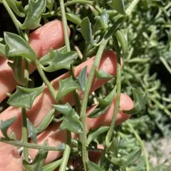多肉植物　ドルフィンネックレス　カット苗 多肉植物 ドルフィンネックレス カット苗 1本(45cm) - メルカリ