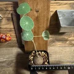 Niton様 リクエスト 2点 まとめ商品