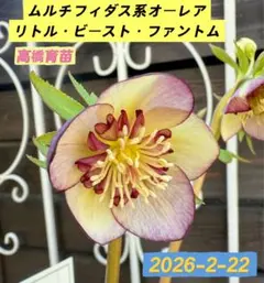 2026年最新】クリスマスローズリトルビーストの人気アイテム - メルカリ