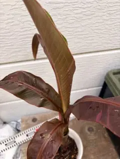 バナナ ムサフリロリダ Musa Frillorida バナナ ムサフリロリダ Musa Frillorida - メルカリ