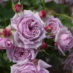 青バラ 苗 薔薇 強香品種 ブルーローズ bのサムネイル