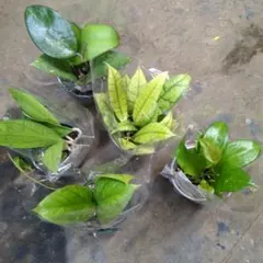 asobo様 リクエスト 2点 まとめ商品