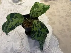 T.L様専用 Homalomena sp. 花緑青 銀葉細葉個体+エラトステマ - メルカリ
