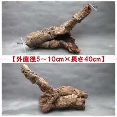 B082ポルトガル産 キャノンコルク コルク樹皮 コルク板 バージンコルク