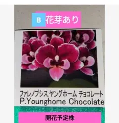 2026年最新】品種名：胡蝶蘭 その他観葉植物の人気アイテム - メルカリ