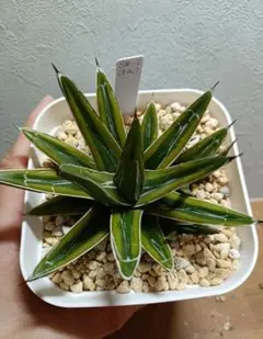 2025年最新】縞斑 アガベの人気アイテム - メルカリ