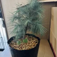 マルチネスピニョンマツのサムネイル