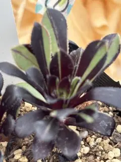 きよ様 リクエスト 2点 まとめ商品