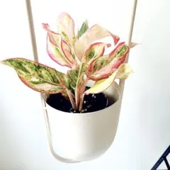 アグラオネマ サイアムオーロラ オレンジ 観葉植物 calm cafe - メルカリ