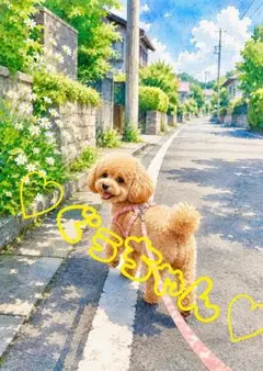《一点限り》トイプードル 夏の住宅街を散歩