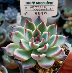 2025年最新】チワワエンシススペシャルレッドの人気アイテム