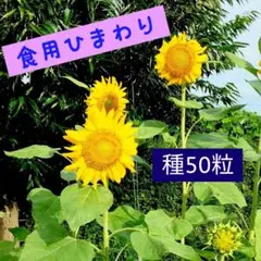 食用ひまわりの種 50粒【匿名配送】