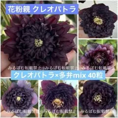 ☆ラスト1点☆クリスマスローズ クレオパトラ ブラックマジックmix 20粒のサムネイル