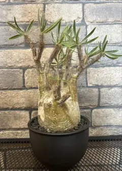 実生 パキポディウムグラキリス 鶴仙園みやび鉢植え込み済 国内実生 パキポディウムグラキリス 鶴仙園みやび鉢植え込み済 | Mercari