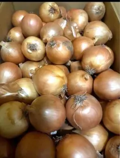 山田マン様専用　北見産　玉ねぎ　L大サイズ　２０ｋｇ　低農薬 北もみじ