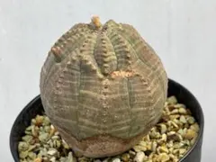 話題のオベサ　レア種　亀甲オベサ　ユーフォルビア　(検索　バリダ　ホリダ) 亀甲オベサ 亀甲オベサについて 基本は通常のオベサから変異種が生まれ
