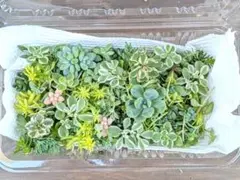 多肉植物 たっぷり⭐︎セダムカット詰め合わせ