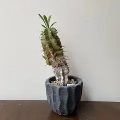 ユーフォルビア クラビゲラ 実生株 塊根植物 コーデックス 花芽 - メルカリ