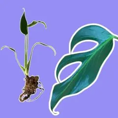 オンマ畑엄마밭様 リクエスト 2点 まとめ商品