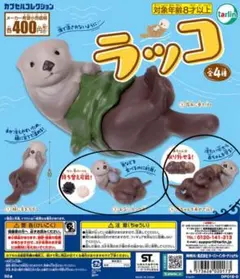 ターリン・インターナショナル ラッコ