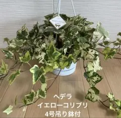 観葉植物　ヘデラ・イエローコリブリ　4号吊り鉢付のサムネイル