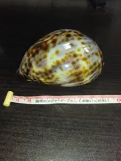 貴少　宝貝 タカラガイ　ホシダカラ　天然　沖縄　貝殻 　厄除け　開運　星宝 貴少 沖縄県産 宝貝 タカラガイ ホシダカラ 天然 貝殻 厄除け 開運 星