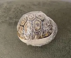 Item thumbnail for item 617b00e7-2089-4f32-b43e-1b5aa82a2ff0