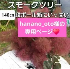 生花　スモークツリー　♥️hanano_oto様の専用ページ♥️