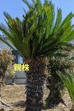 2025年最新】蘇鉄 子株の人気アイテム - メルカリ