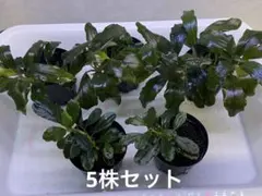 2026年最新】bucephalandra 便の人気アイテム - メルカリ
