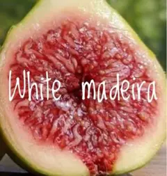 2025年最新】ホワイトマデイラの人気アイテム - メルカリ