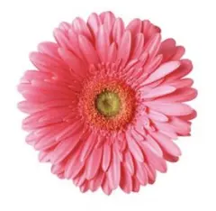 ルルロロ様専用