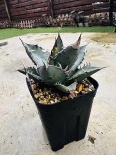 【値下げ】コレクション株　アガベ　ノーネーム　ボールタイプ　極上株 Yahoo!オークション -「アガベノーネーム」の落札相場・落札価格