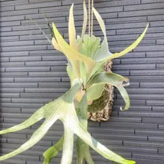 2025年最新】FSQ ビカクシダの人気アイテム - メルカリ