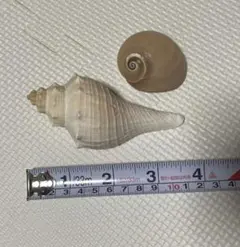貝殻　2個セット