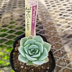 あきな様 リクエスト 2点 まとめ商品