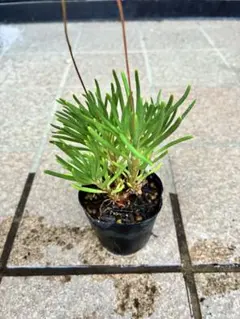 多肉植物 草花火 タリナムカリシナム お花が可愛い 抜き苗 7/6撮影のサムネイル