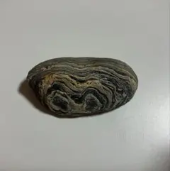 貝殻標本(沖縄の青い海の宝)ホソスジテツボラ蓋付 - メルカリ