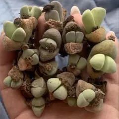 ねこミーム　夕方から夜不在多し様 リクエスト 2点 まとめ商品