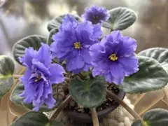 とことこ様 リクエスト 2点 まとめ商品