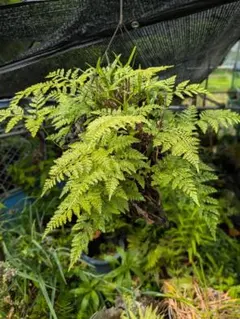 か*こ様 山野草、ラン科植物、着生植物 [ セッコクとウチョウラン ] 枯木着けのサムネイル