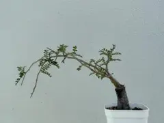 オペルクリカリア ヒファエノイデス 挿し木 - メルカリ