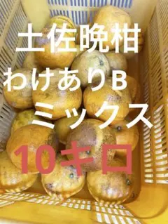 土佐晩柑　わけありB ミックス　10キロ➕保証分オマケのサムネイル