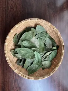 乾燥月桂樹の葉 ローリエ 料理用　50枚以上