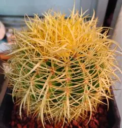 2025年最新】種 金鯱の人気アイテム - メルカリ