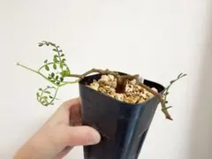 2026年最新】パキプス 根挿しの人気アイテム - メルカリ