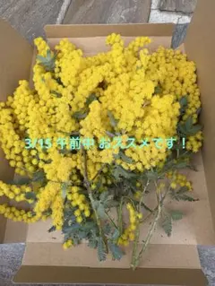 ミモザの切花 ネコポスにたくさん！⑦