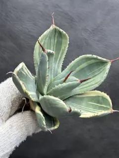 2026年最新】アガベの人気アイテム - メルカリ