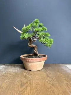 真柏 盆栽 捻転幹 模様木 シャリ芸 舎利 - メルカリ